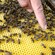 A finger points to specific bees in a hive